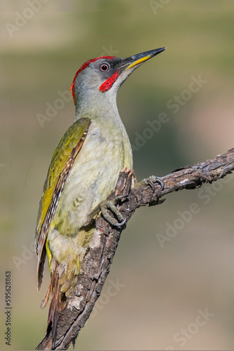 Iberian Green Woopecker (Picus sharpei) Male