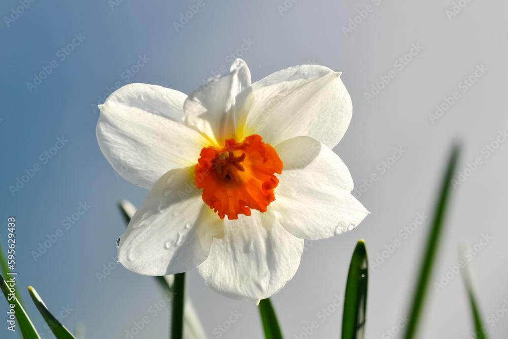 A white Daffodil flower with orange center A white Daffodil flower with orange center