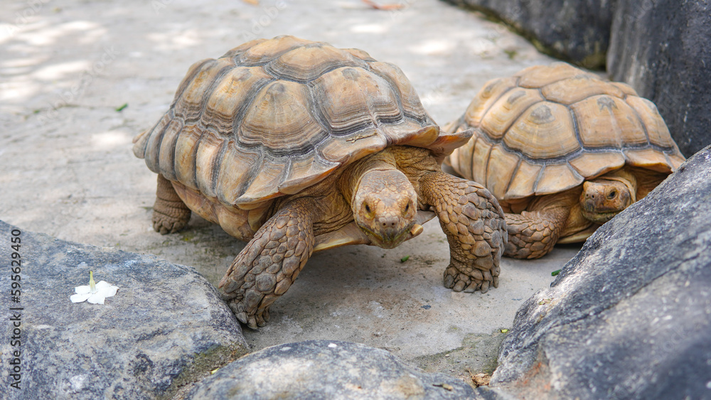Geochelone sulcata , Sulcata tortoise, African spurred tortoise walking on the ground and looking at camera, Animal conservation and protecting ecosystems concept. Geochelone sulcata , Sulcata tortoise, African spurred tortoise walking on the ground and looking at camera, Animal conservation and protecting ecosystems concept.