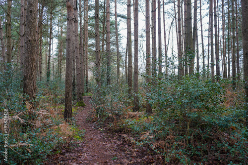 Footpath in the middle of a pine forest © Robert