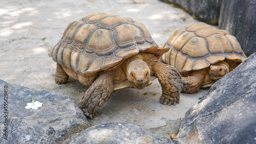 Geochelone sulcata , Sulcata tortoise, African spurred tortoise walking on the ground and looking at camera, Animal conservation and protecting ecosystems concept. 