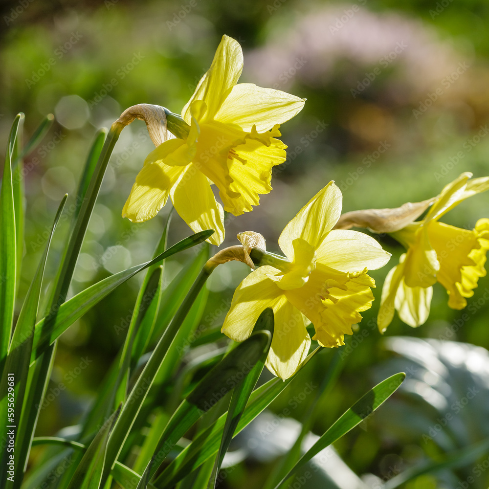 Narcissus flowers. Flower bed with drift yellow. Narcissus flower also