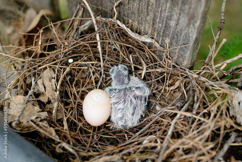 Turtle dove nestling nesting with egg in nest