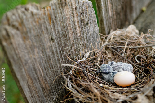фотографія Turtle dove nestling nesting with egg in nest