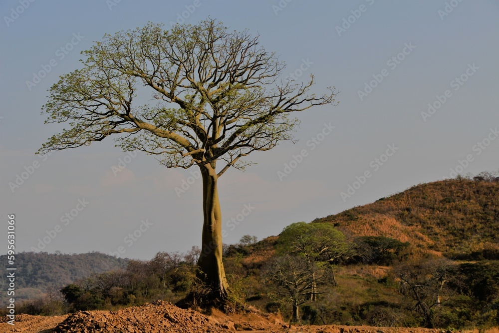 Árbol de Ceibo con una colina de fondo. Árbol de Ceibo con una colina de fondo.