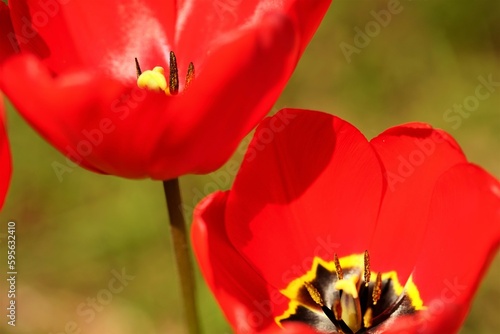 Opened red tulip flowers grow in spring garden.