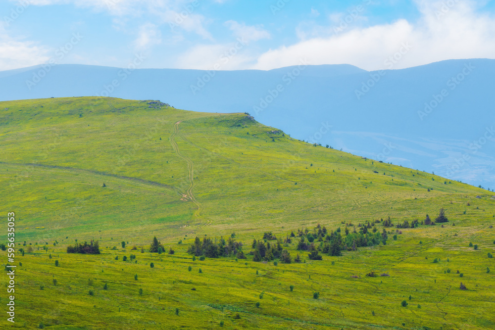 green rolling hills and grassy meadows. mountainous nature background at sunrise. sunny weather in summertime