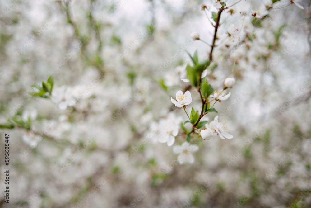 Spring garden with blossom apple tree Spring garden with blossom apple tree