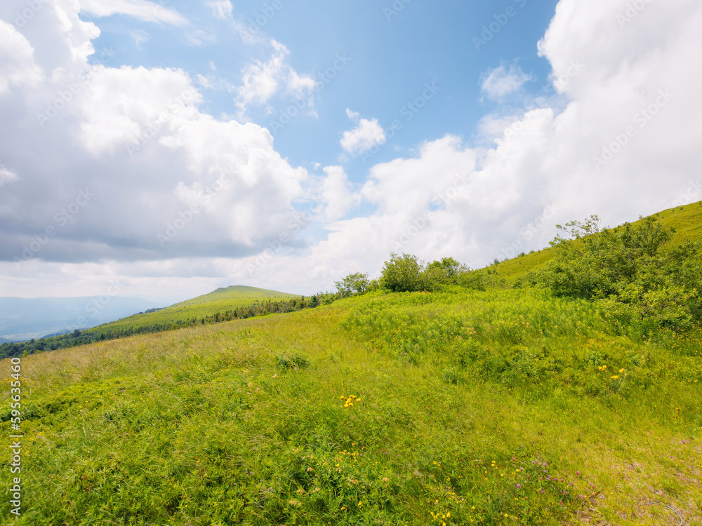 grassy meadows on the hills of ukrainian highlands. wilderness of carpathian mountains in summer grassy meadows on the hills of ukrainian highlands. wilderness of carpathian mountains in summer