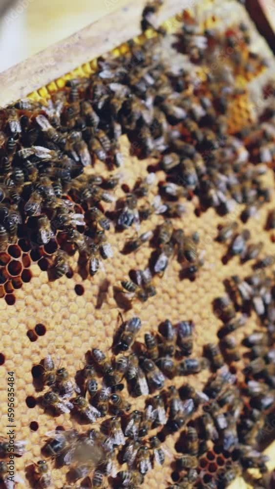 Beekeeper showing a honeycomb full of bees Beekeeper showing a honeycomb full of bees
