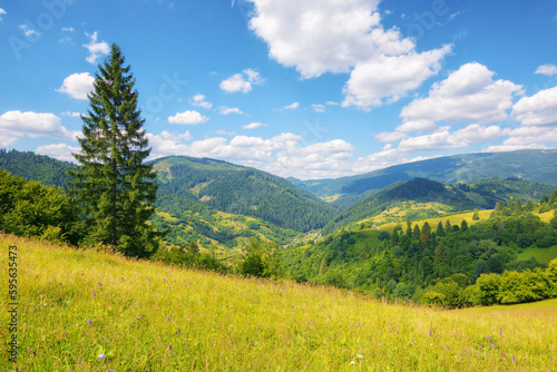 pine tree on the hill. fresh and green outdoor background. summer vacations in carpathian mountains