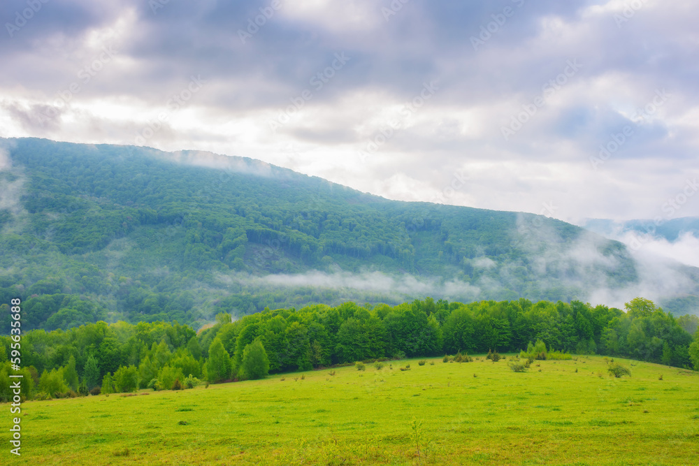 carpathian mountains in spring. trees and pasture on the grassy hill. view in to the distant valley. cold foggy weather