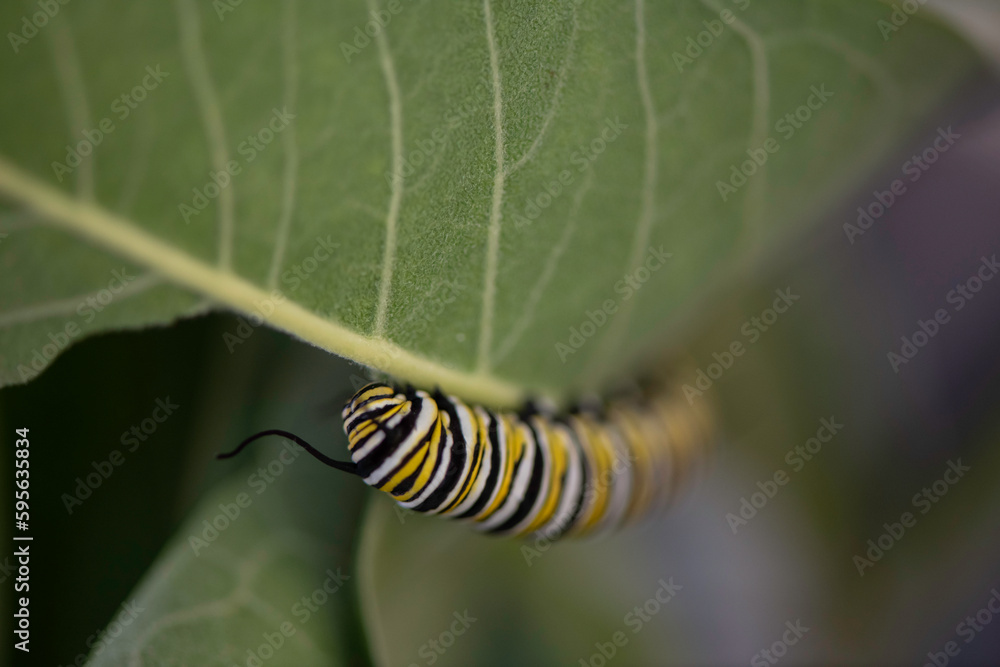 Naklejka premium monarch caterpillar on a leaf