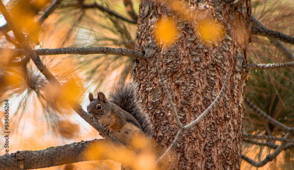 squirrel on tree squirrel on tree