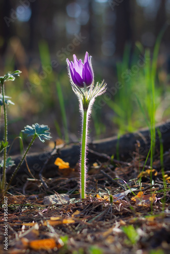 spring crocus flowers
