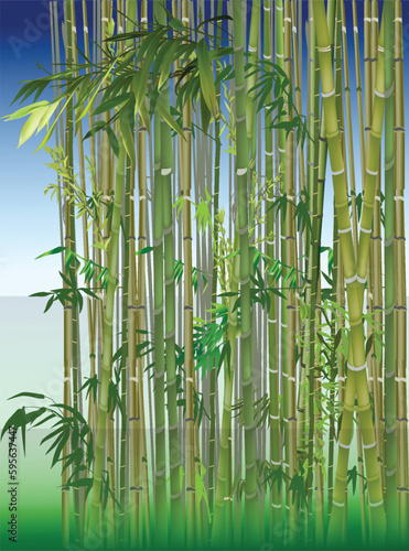 Fototapeta Naklejka Na Ścianę i Meble -  bamboo forest green illustration