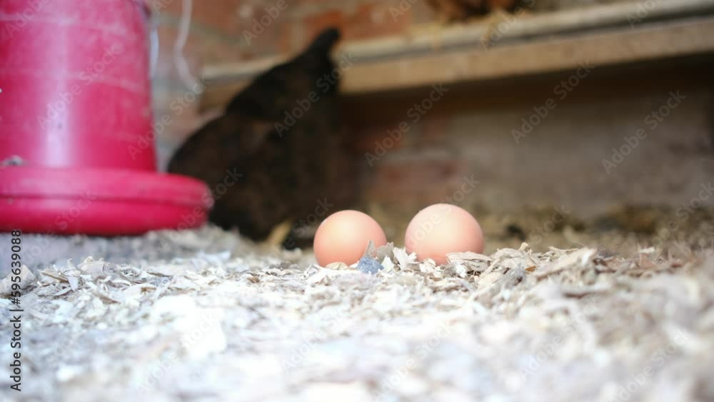 Home-raised chickens, homegrown eggs, rising egg prices, and inflation ...