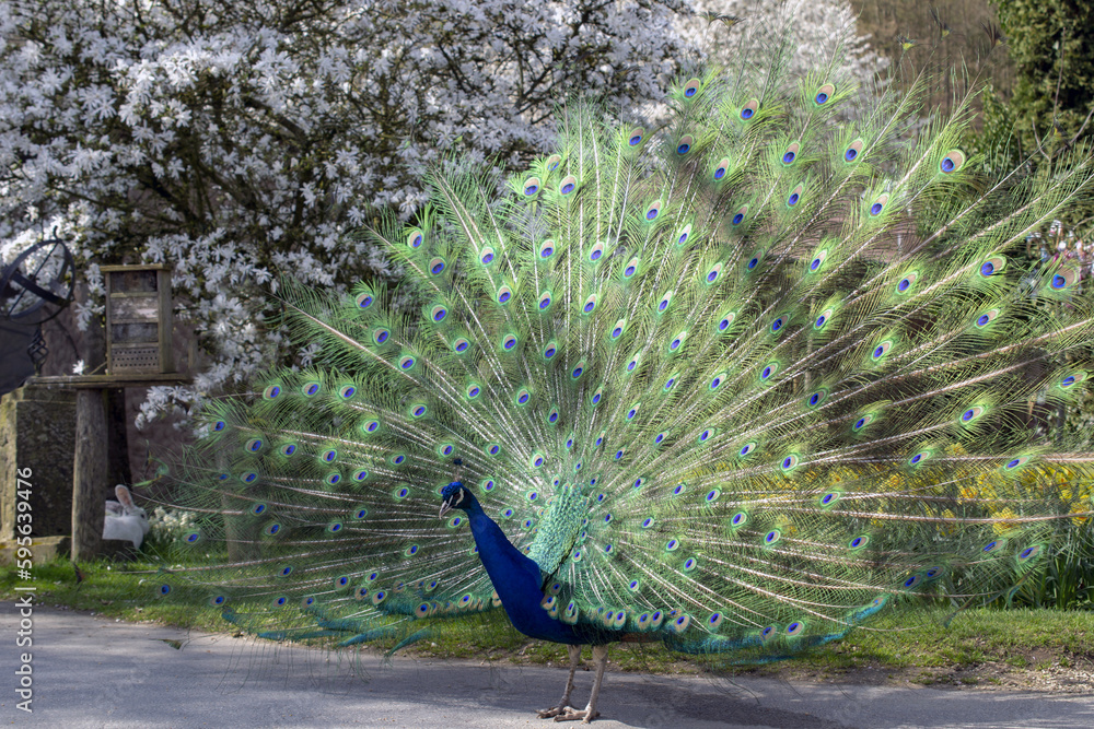 Obraz premium Indian peafowl. Dancing to attract the peahen. Also known as Pavo cristatus.