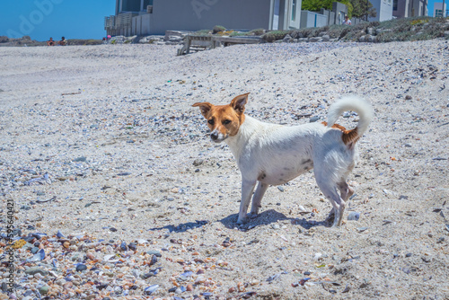 Brown and white Jack Russell terrier dog, Cape Town, South Africa © Ava Peattie