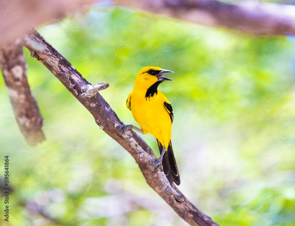 A Yellow Oriole perched on a tree A Yellow Oriole perched on a tree