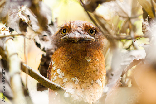 A femal Srilankan Frogmouth hiding in the vines photo