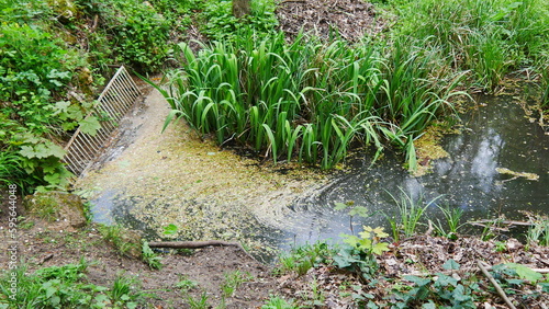 Un ruisseau d'eau arrivant dans une conduite d'égout, avec des déchets naturels, des pétales de fleurs flottant sur l'eau, une grille de fer rouillé dans l'eau et à travers, dégradation écologique photo