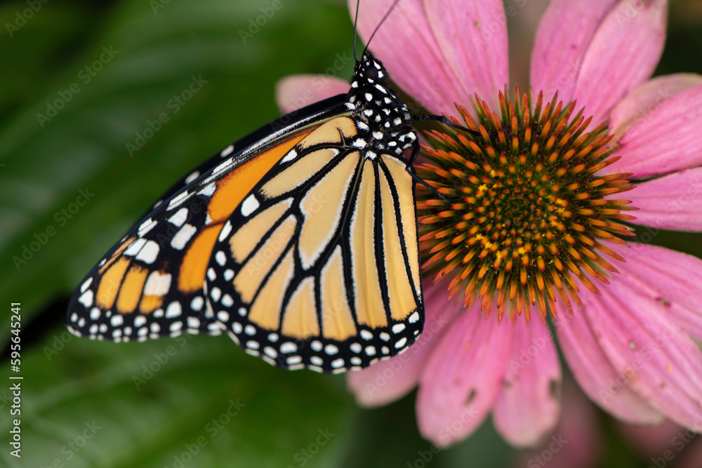 Fototapeta premium monarch butterfly on flower equnasha