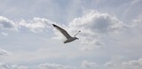 Un goéland en vol un ciel bleu avec nuages blancs
