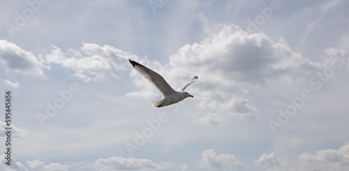 Un go  land en vol un ciel bleu avec nuages blancs