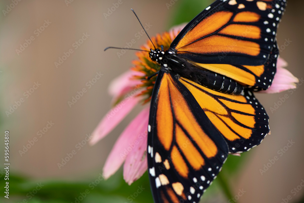 Fototapeta premium monarch butterfly on flower equnasha