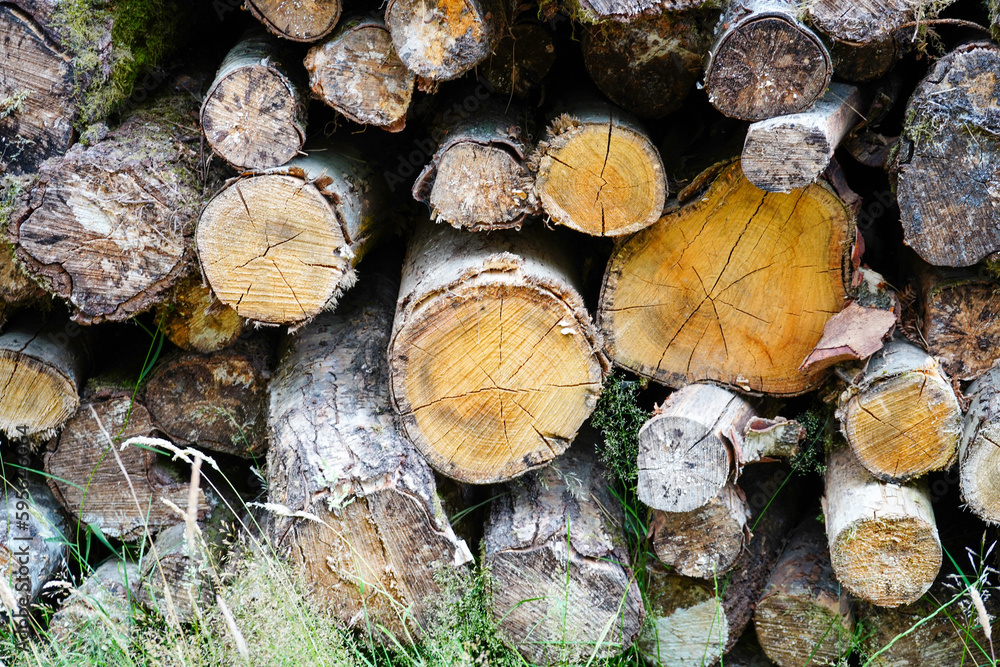 Stack of cut logs in woodland Stack of cut logs in woodland
