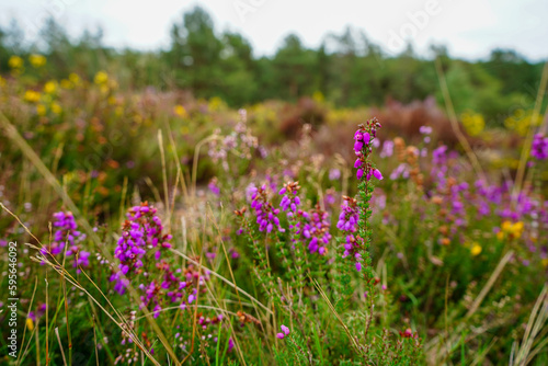 Close up of heather growing in the countryside