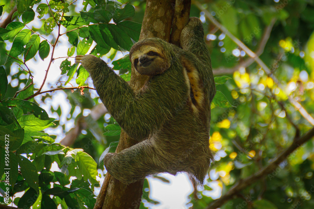 Fototapeta premium Sloth, thumbs, up, Costa Rica