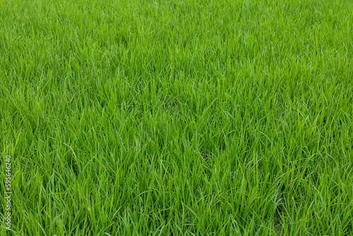 Paddy rice field in Yilan of Taiwan © leungchopan