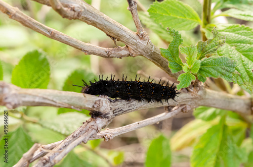 A Black Giant Leopard Moth Larva On A Branch photo