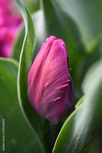 Tulipany