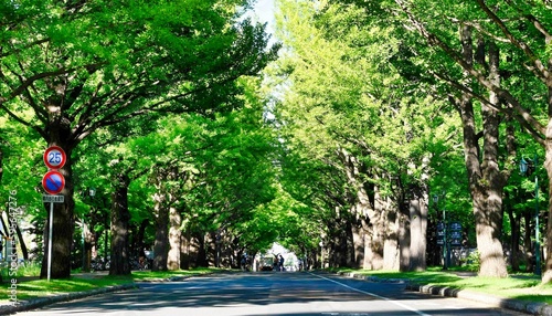 北海道大学　イチョウ並木