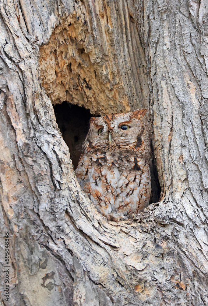 Eastern Screech-Owl sitting in a tree hole, Canada Eastern Screech-Owl sitting in a tree hole, Canada