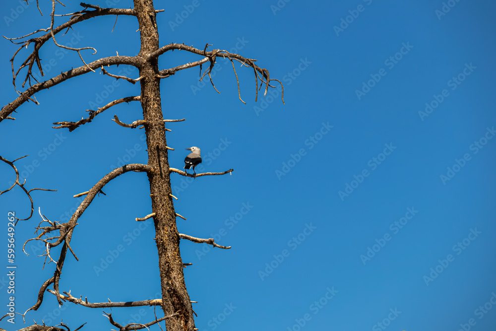 Clarks Nutcracker bird sitting on tree branch of old Bristlecone Pine (Pinus longaeva) on sunny blue sky summer day. Wildlife watching on Fairyland hiking trail, Bryce Canyon National Park, Utah, USA Clarks Nutcracker bird sitting on tree branch of old Bristlecone Pine (Pinus longaeva) on sunny blue sky summer day. Wildlife watching on Fairyland hiking trail, Bryce Canyon National Park, Utah, USA