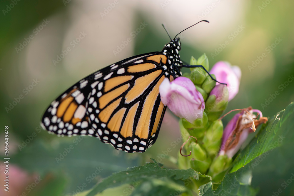 Fototapeta premium monarch butterfly