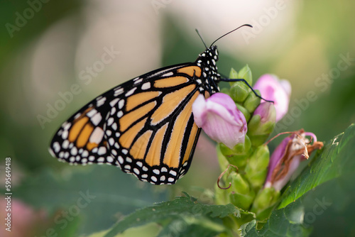 monarch butterfly © SarahJeanGreen