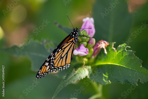 monarch butterfly © SarahJeanGreen