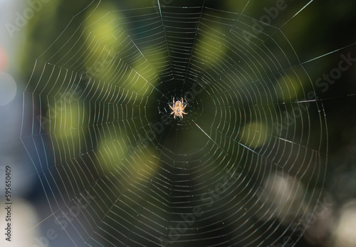 Blurred silhouette of a spider in a web on a blurred natural green background. Selective focus. High quality photo