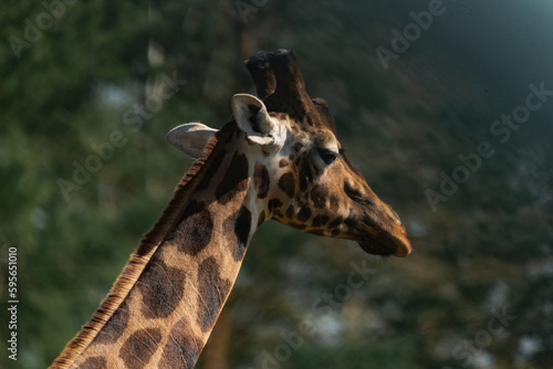 Close-up of a giraffe with beautiful bokeh © Alicia