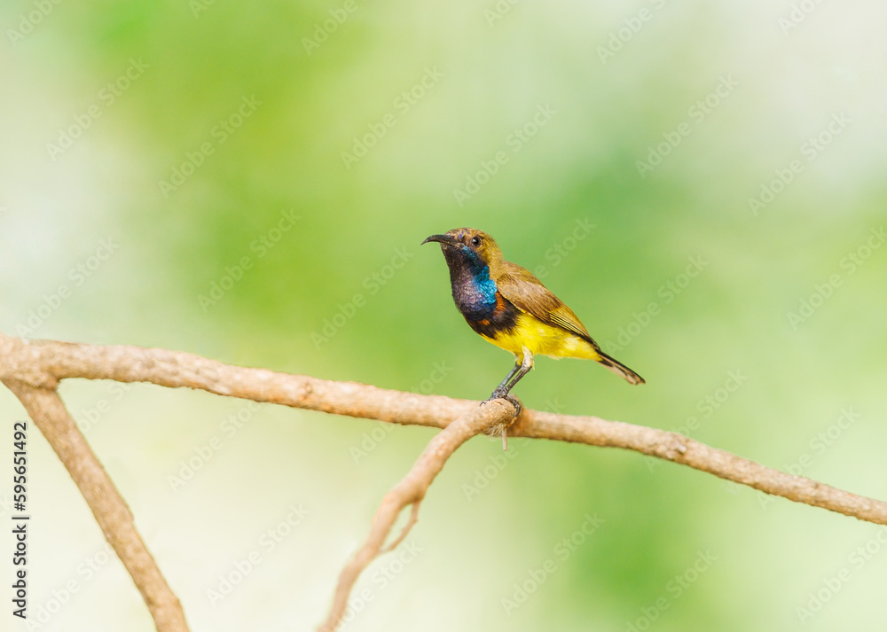 Oliver Backed Sunbird perched on a tree