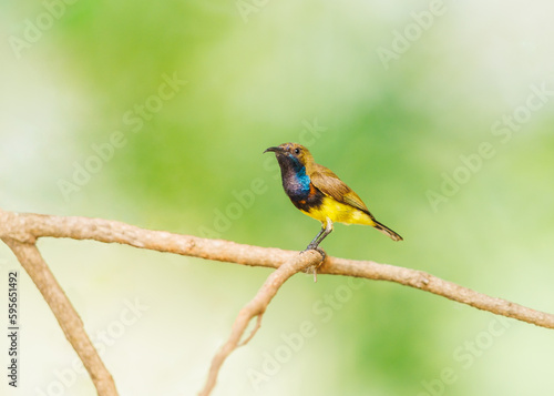 Oliver Backed Sunbird perched on a tree