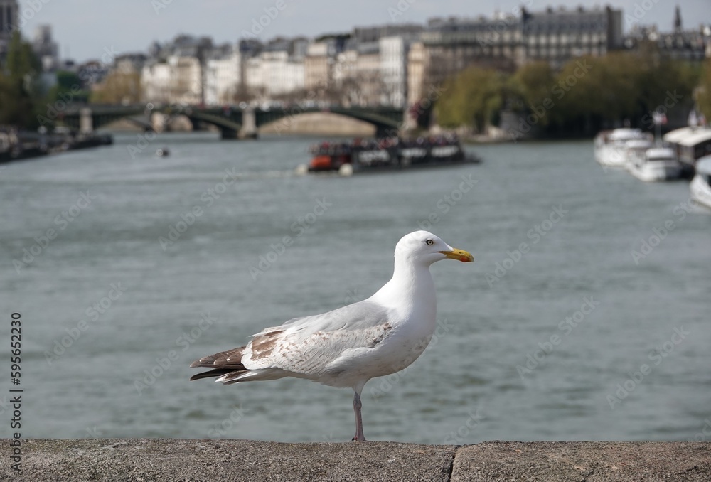 Un goéland posé sur un pont à Paris