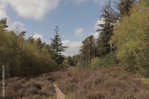 Small path in mixed forest in the Netherlands with heather, pine trees and deciduous trees