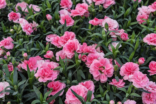 Carnations, Dianthus caryophyllus, a herbaceous perennial plant with bright pink flowers