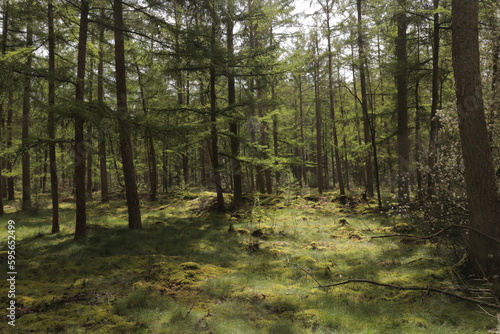 Beautiful evergreen fairy tale forest landscape with sunlight shining through the trees and foliage. Mighty trees, emerald green moss. Nature, deforestation, reforestation, ecology themes. Natural.